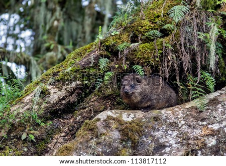 Exotic animal in the hollow of a tree on the slope of mount Kilimanjaro - Tanzania
