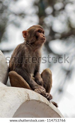 Monkey in Kathmandu sitting in a temple complex in Swayambhy