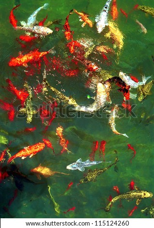 Colorful fish in the garden pond