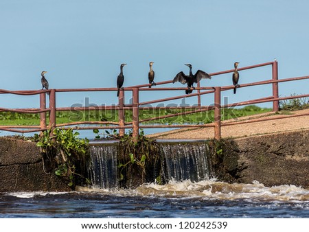 Five cormorant sitting on a bridge in El Cedral - Los Llanos, Venezuela, Latin America