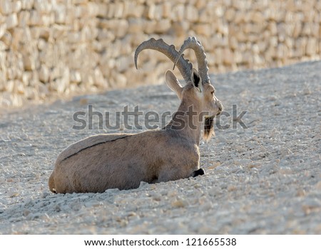 The leader of the herd of nubian ibex ( Capra nubiana ) in the Mizpe Ramon - Israel
