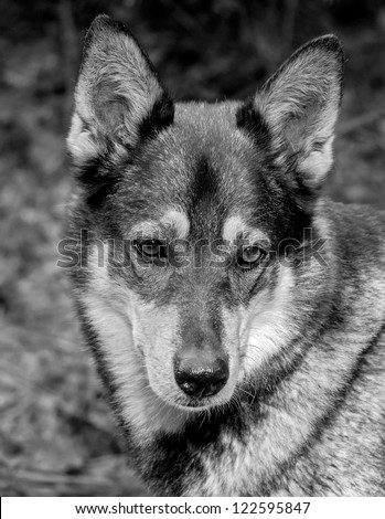 Closeup portrait of very good dog, a cross between a husky and wolf, Russia (black and white)