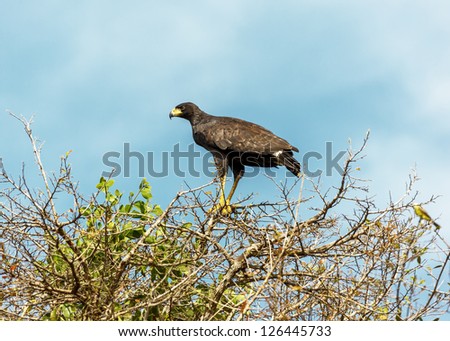 Black-headed eagle hunting in El Cedral, Los Llanos - Venezuela, Latin America