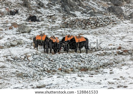 Caravan Yak early in the morning before going out in the way from Lobuche village to EBC - Nepal, Himalayas