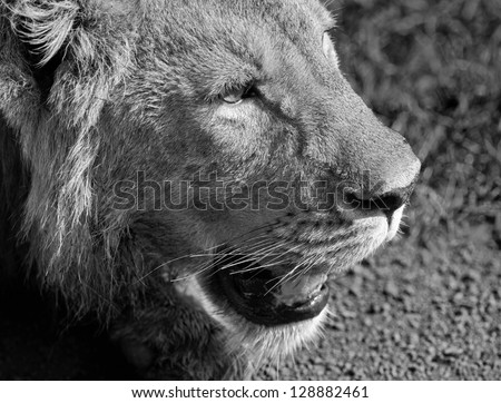 African lion in Crater Ngorongoro National Park - Tanzania (black and white)