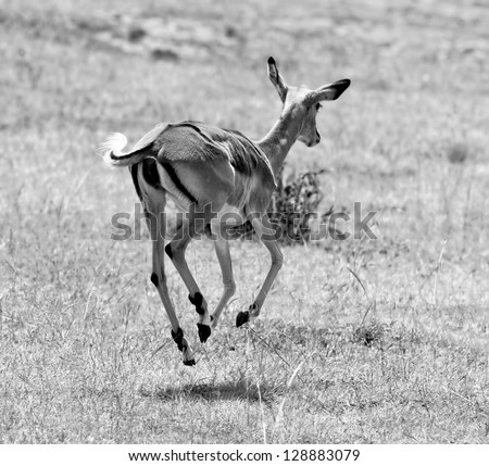 Running antelope impala on the Masai Mara National Reserve - Kenya (black and white)