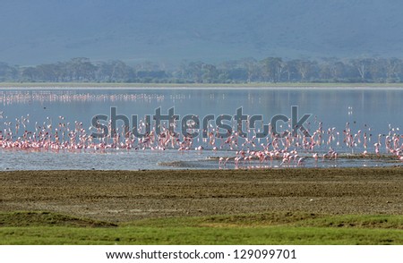 Millions of flamingos on lake in the Crater Ngorongoro National Park - Tanzania, Eastern Africa
