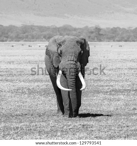 An elephant male in Crater Ngorongoro National Park - Tanzania (black and white)