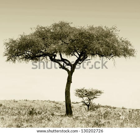 Landscape with alone tree in savannah on the Masai Mara National Reserve - Kenya (stylized retro)