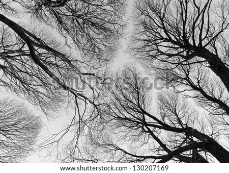 Detailed tree branches (black and white)