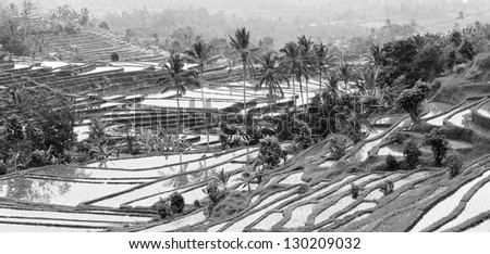 Rice terraces on Bali island (black and white)