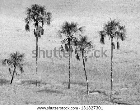 Charming palm grove in the Grand Savannah - Venezuela, Latin America (black and white)