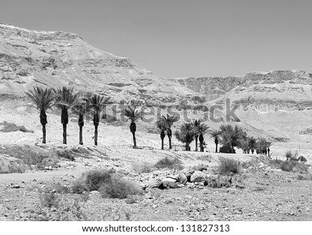 Palm trees are grown on the lifeless the shore of the Dead sea - Israel (black and white)
