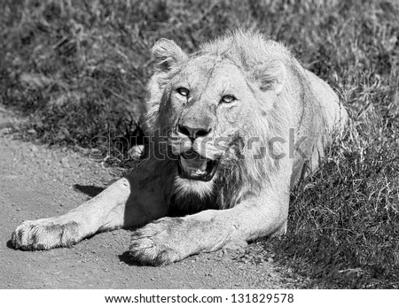 African lion in Crater Ngorongoro National Park - Tanzania, Eastern Africa (black and white)