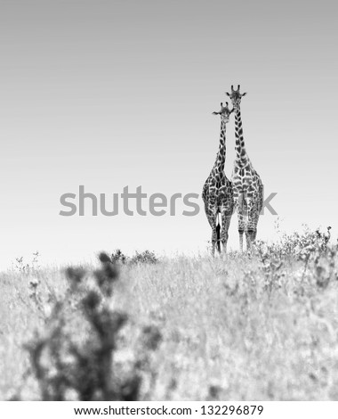 Two lovers giraffes in Masai Mara National Park - Kenya (black and white)