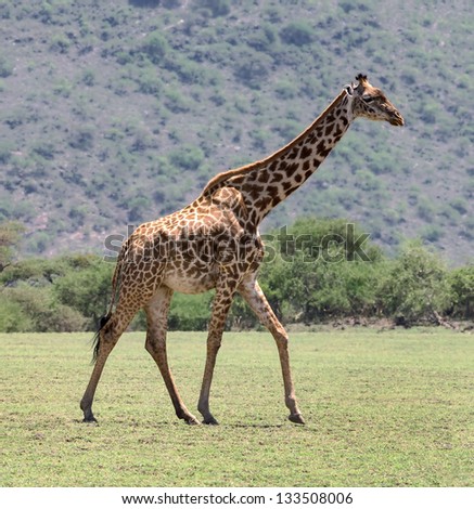 Male maasai giraffes in the Serengeti National Park - Tanzania, East Africa