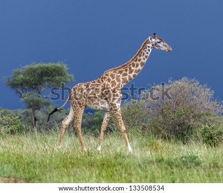 Giraffe on the background of a thundercloud in Masai Mara National Reserve - Kenya, Eastern Africa