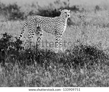 A cheetah on the Masai Mara National Reserve - Kenya (black and white)