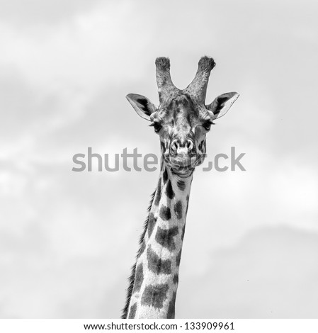 Maasai giraffes in the Masai Mara National Park - Tanzania, Eastern Africa (black and white)