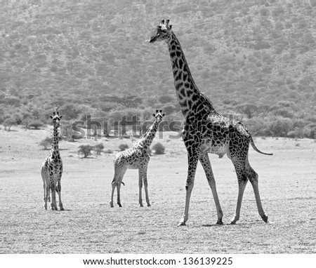 Three maasai giraffes in Crater Ngorongoro National Park - Tanzania (black and white)