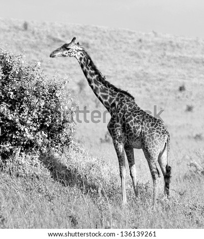Giraffe on the Masai Mara National Reserve, Kenya (black and white)