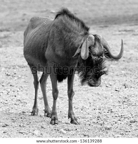 Antelope in a bad mood (black and white)