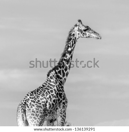 Giraffe portrait on the Masai Mara National Reserve - Kenya, Eastern Africa (black and white)