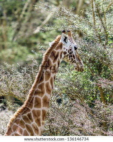Giraffe on the background of a thundercloud in the Lake Nakuru National Park - Kenya, Eastern Africa