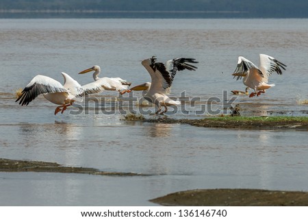 Pelicans fly at the Lake Nakuru National Park - Kenya, Eastern Africa