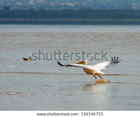 Pelican fly at the Lake Nakuru National Park - Kenya, Eastern Africa