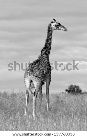 Giraffes in Masai Mara National Park - Kenya (black and white)