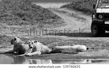 African lions near watering hole in Serengeti National Park - Tanzania (black and white)