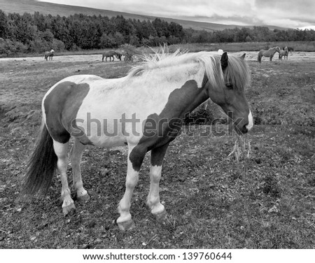 Iceland horse (black and white)