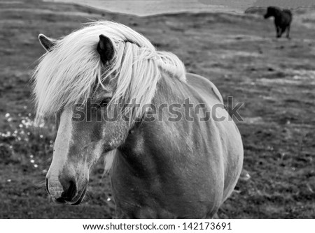 Iceland horse (black and white)