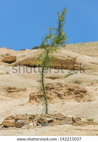 Young acacia tree near the beginning of the Kings Way (Sig) to the ancient city of Petra - Jordan