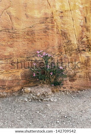 Beautiful flower near the beginning of the Kings Way (Sig) to the ancient city of Petra - Jordan
