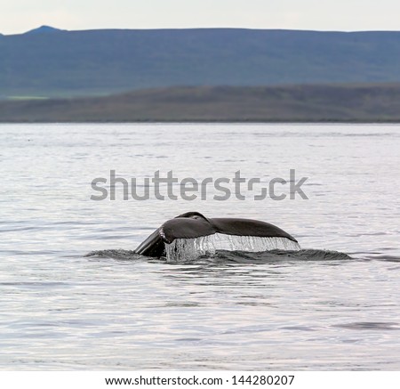 The tail of a whale out of the water - Iceland