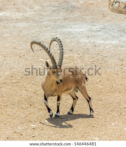 The leader of the herd of nubian ibex (Capra nubiana) in Mizpe Ramon - Israel