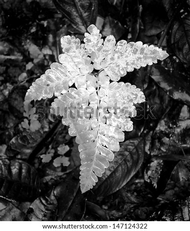 Young tree fern in Jasper Canyon - Gran Sabana, Venezuela, Latin America (black and white)