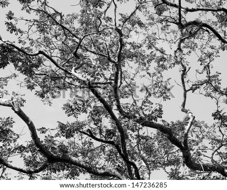 Branches of acacia trees on the background of the sky - Venezuela (black and white)
