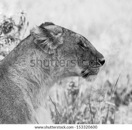 African lion in Masai Mara National Park - Kenya (black and white)