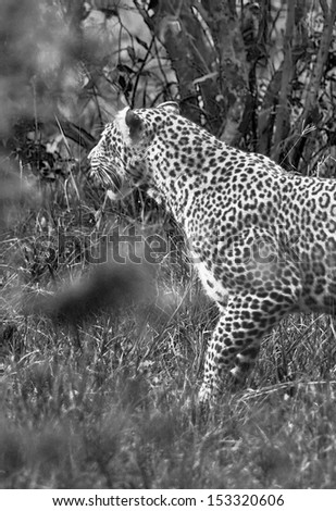 A cheetah on the Masai Mara National Reserve - Kenya (black and white)