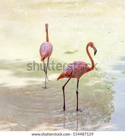 Flamingos in the park as xcaret - Mexico, Latin America