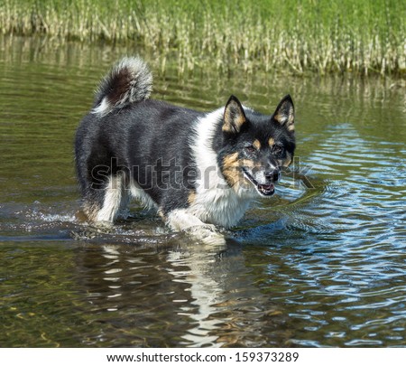 Hunting dog Laika protects tourists from bears on the lake Dvukhyurtochnoe - Kamchatka, Russia