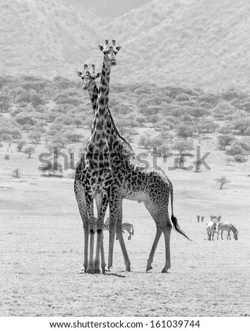 Two maasai giraffes in the Serengeti National Park - Tanzania, East Africa (black and white)
