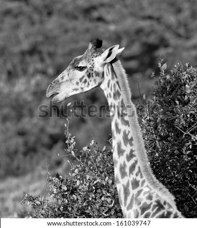 Maasai giraffes in Crater Ngorongoro National Park - Tanzania (black and white)