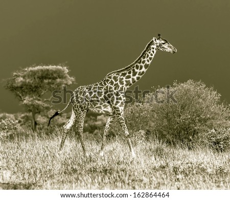 Giraffe on the background of a thundercloud in Masai Mara National Reserve - Kenya, Eastern Africa (stylized retro)