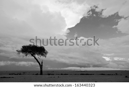The sky above the savannah after the storm on the Masai Mara National Reserve - Kenya (black and white)