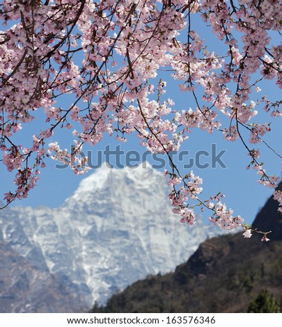 Blossoming plum against snow-covered mountains. Spring (March) in the Nepal Himalayas. Way towards Manjo - Everest region