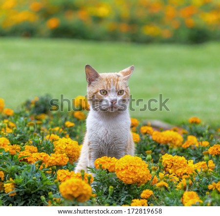 Charming cat among the flowers in the city park of the city of Lima, Peru
